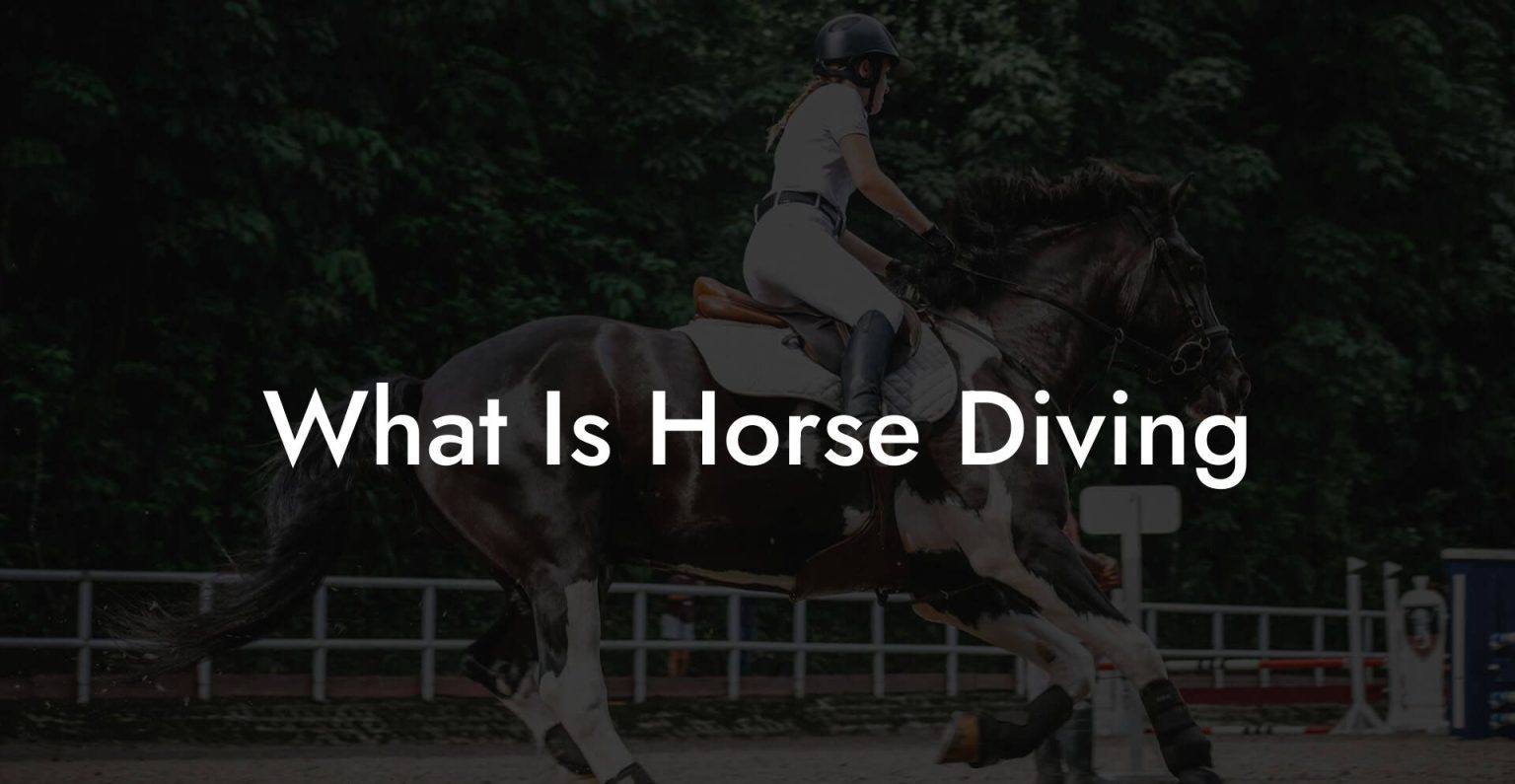 What Is Horse Diving How To Own a Horse