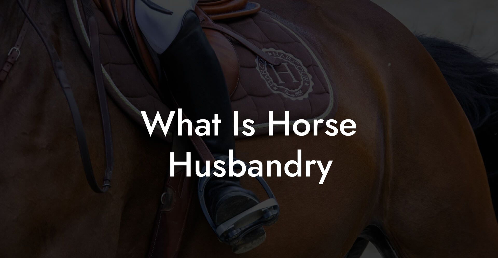 What Is Horse Husbandry