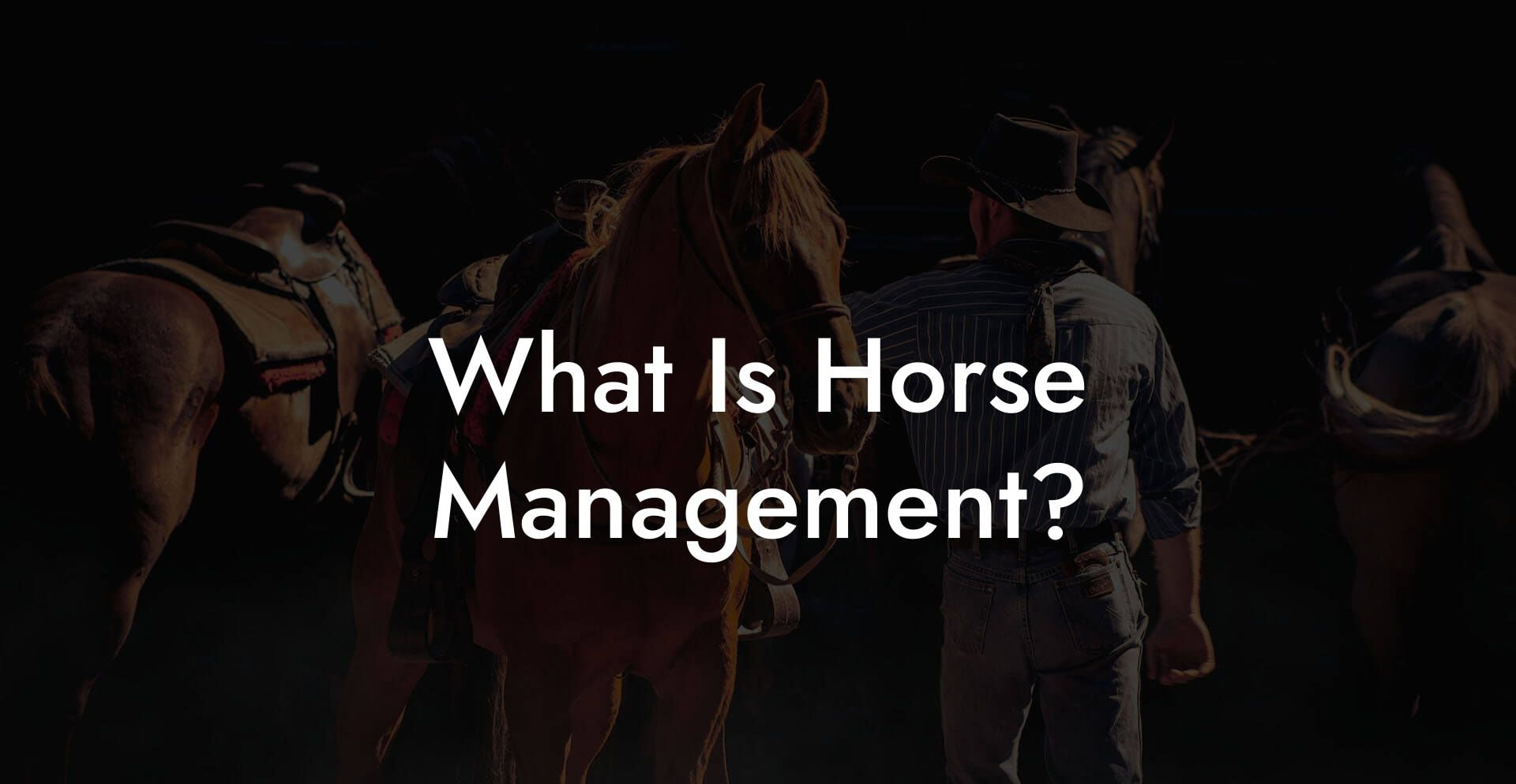 What Is Horse Management?