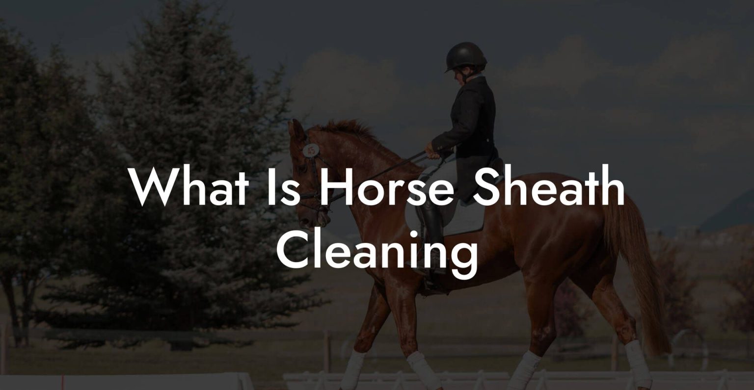 What Is Horse Sheath Cleaning How To Own a Horse