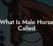 What Is Male Horse Called