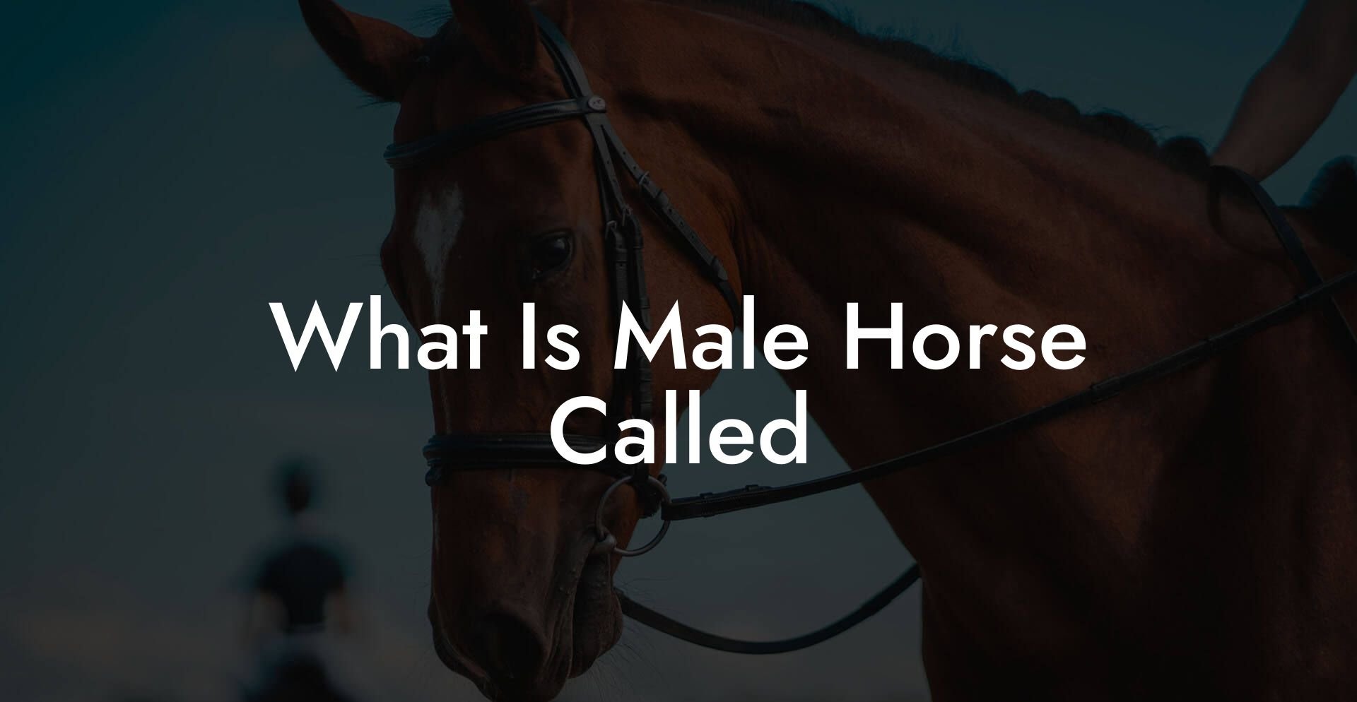 What Is Male Horse Called