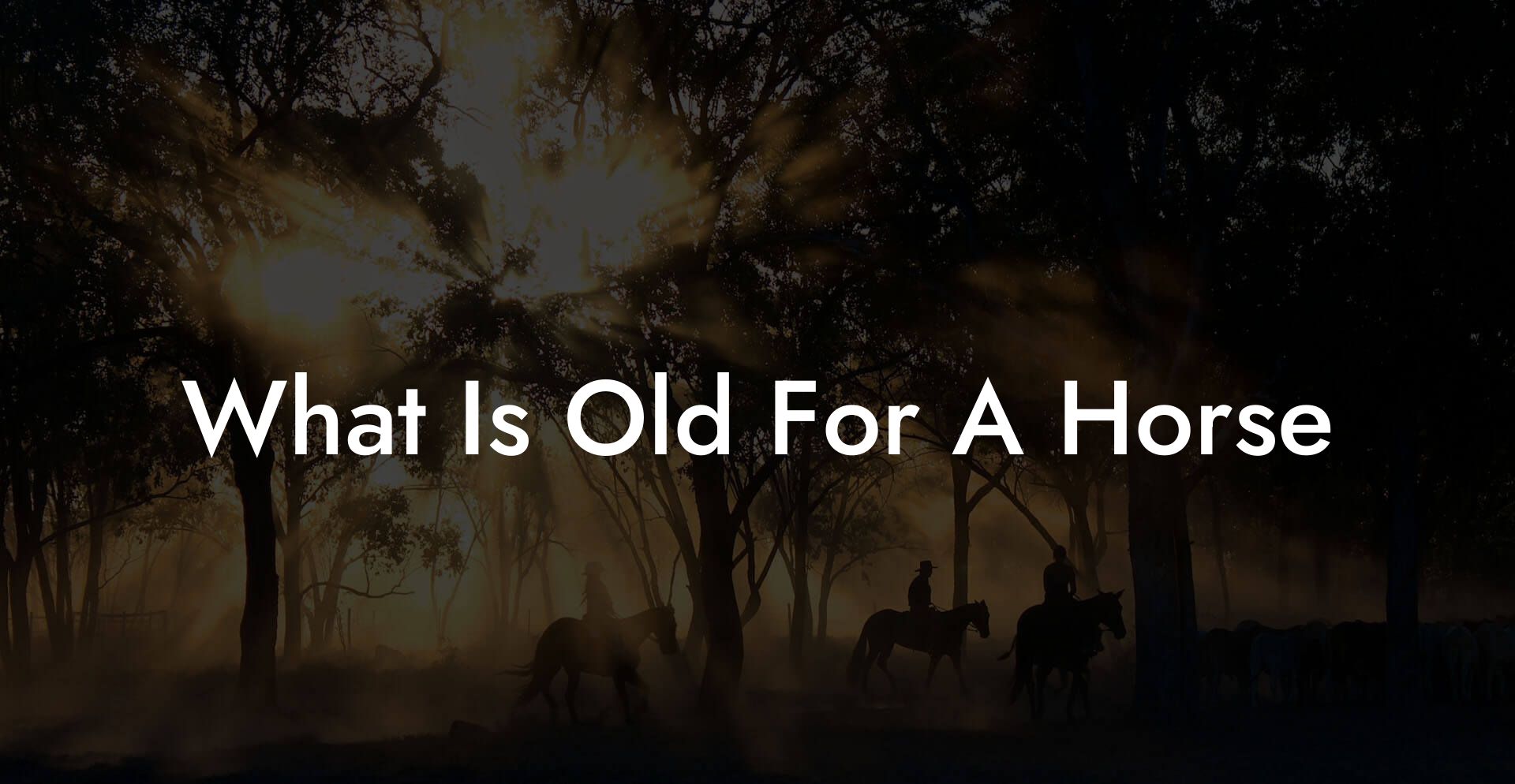 What Is Old For A Horse