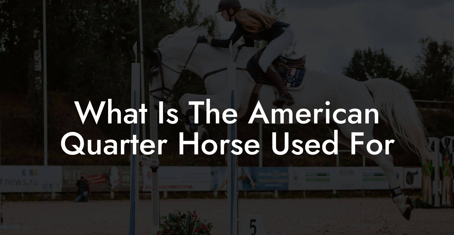 What Is The American Quarter Horse Used For
