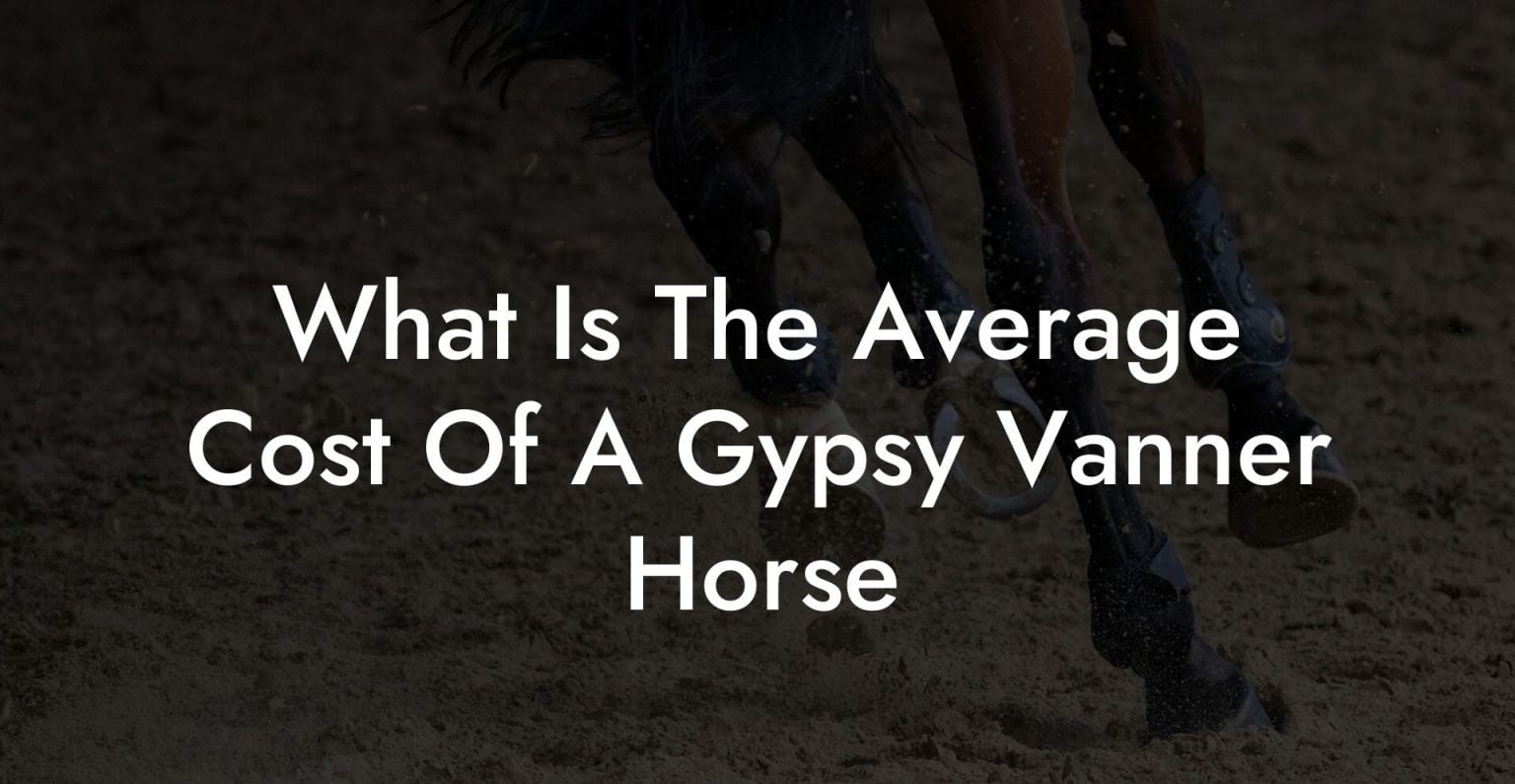 What Is The Average Cost Of A Gypsy Vanner Horse How To Own a Horse