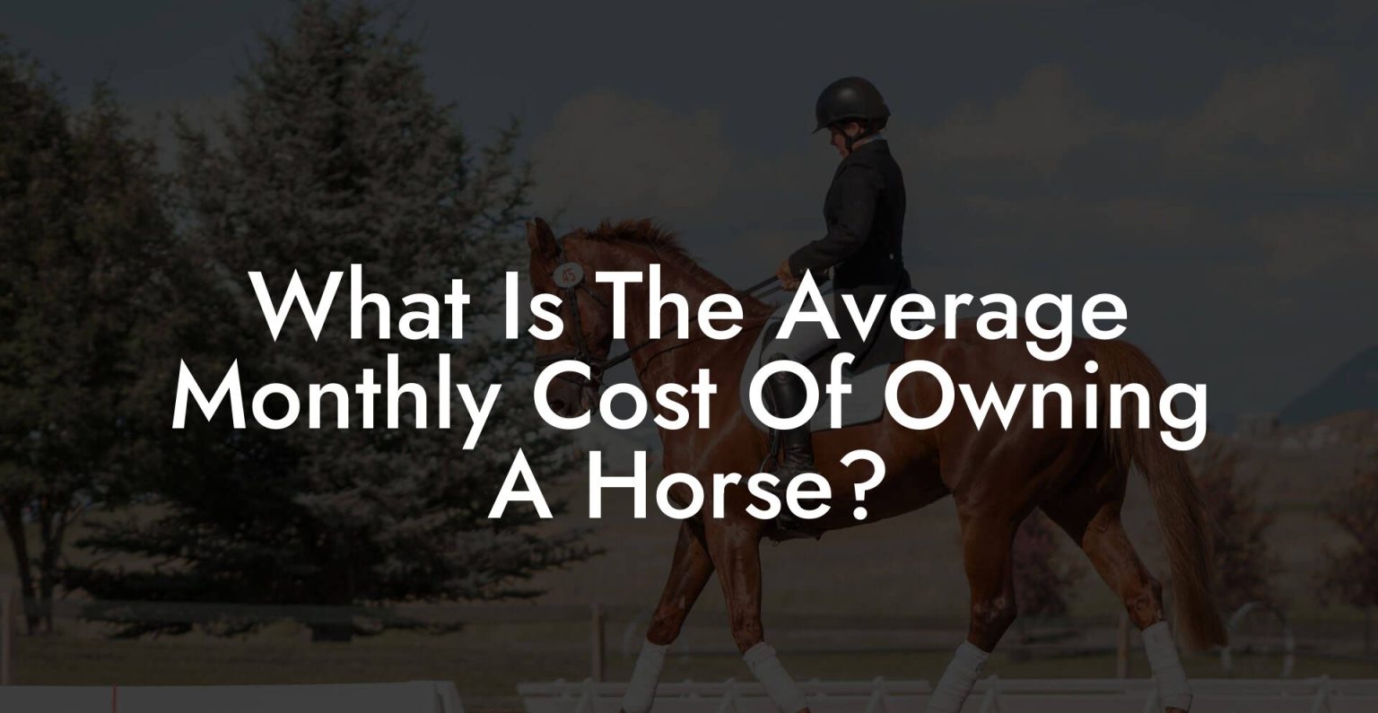 What Is The Average Monthly Cost Of Owning A Horse? How To Own a Horse