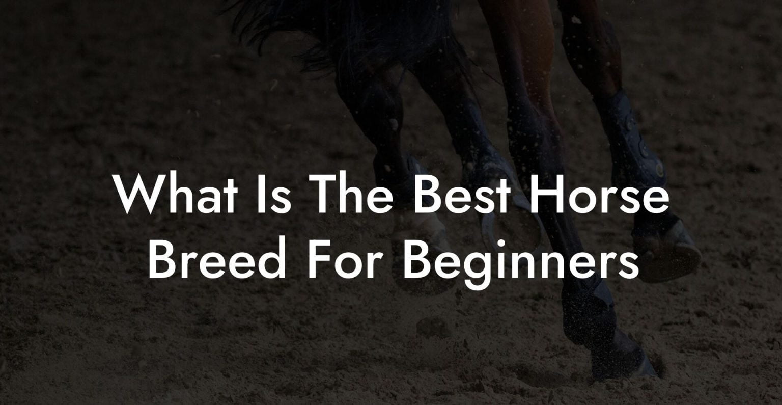 What Is The Best Horse Breed For Beginners - How To Own a Horse