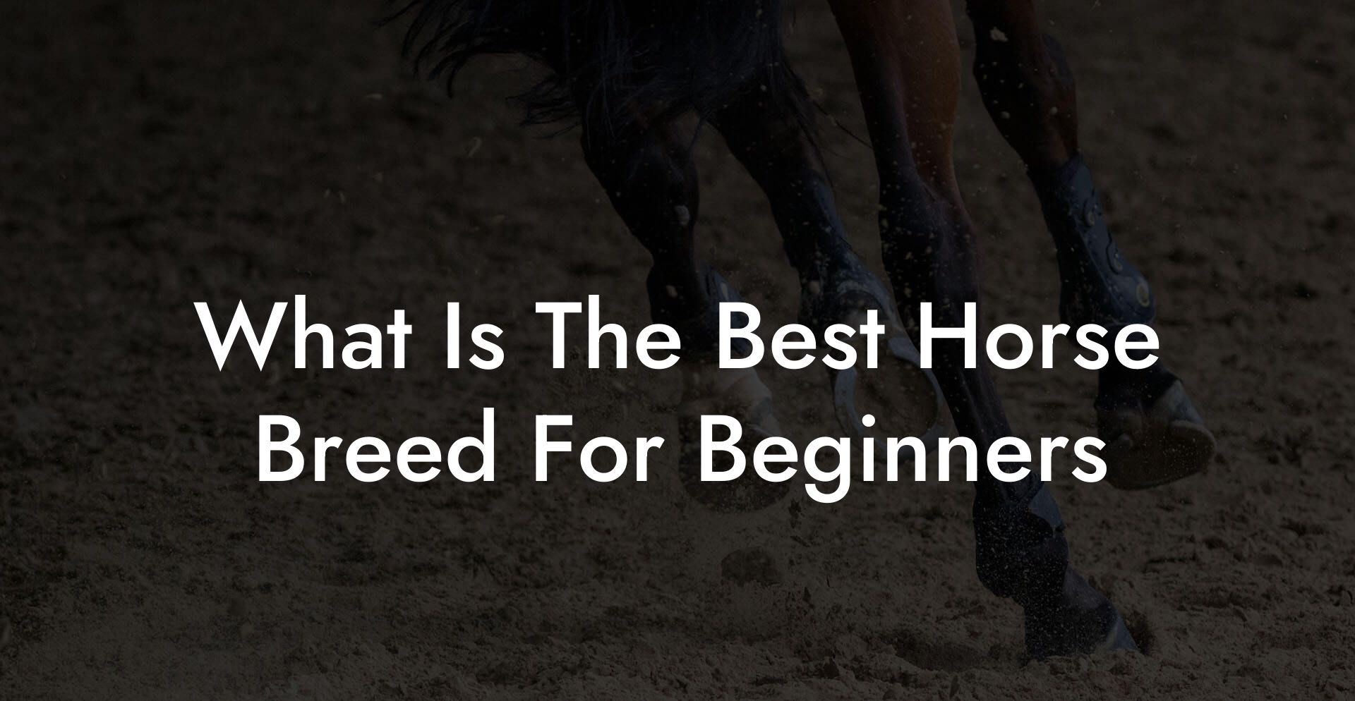 What Is The Best Horse Breed For Beginners