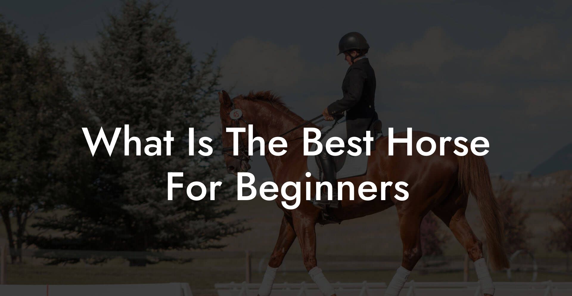 What Is The Best Horse For Beginners