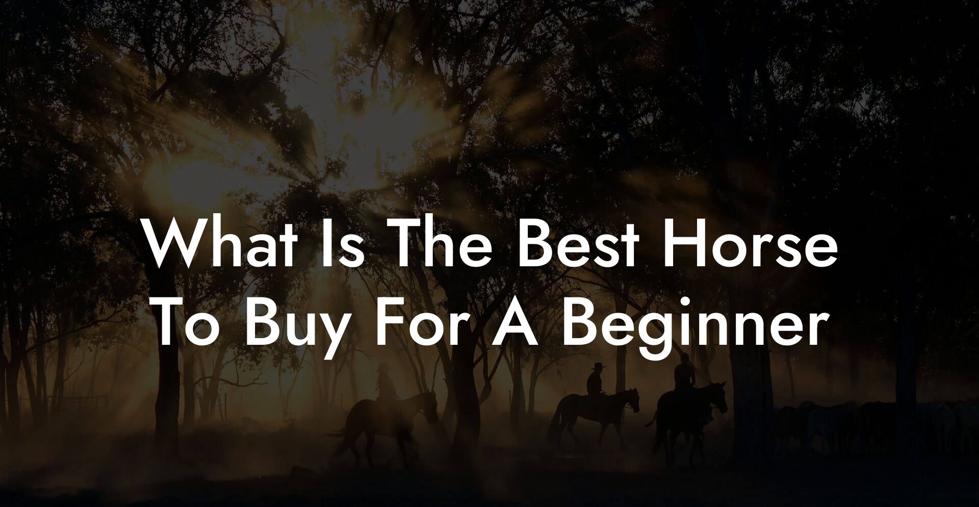 What Is The Best Horse To Buy For A Beginner