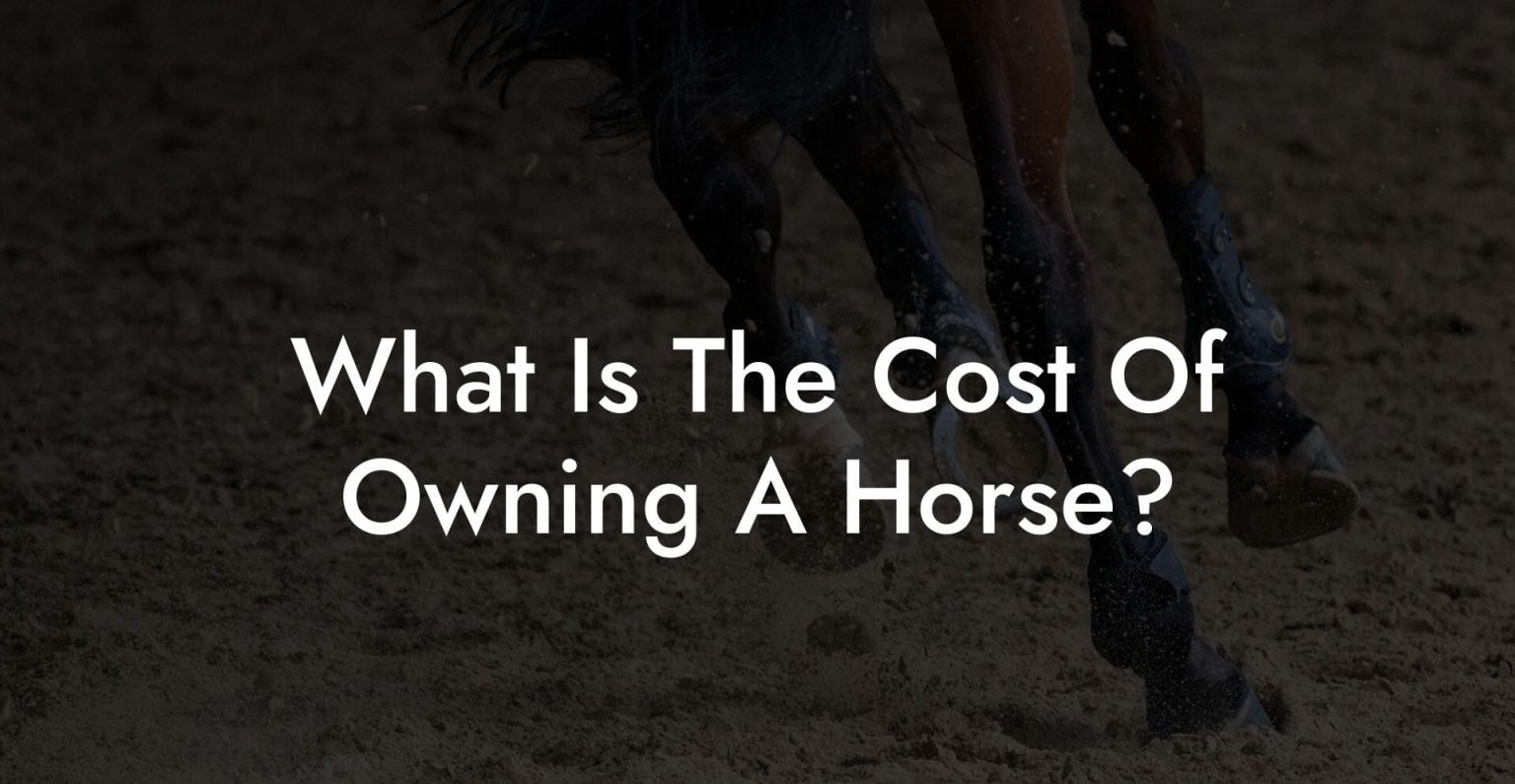 What Is The Cost Of Owning A Horse? How To Own a Horse