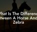 What Is The Difference Between A Horse And A Zebra