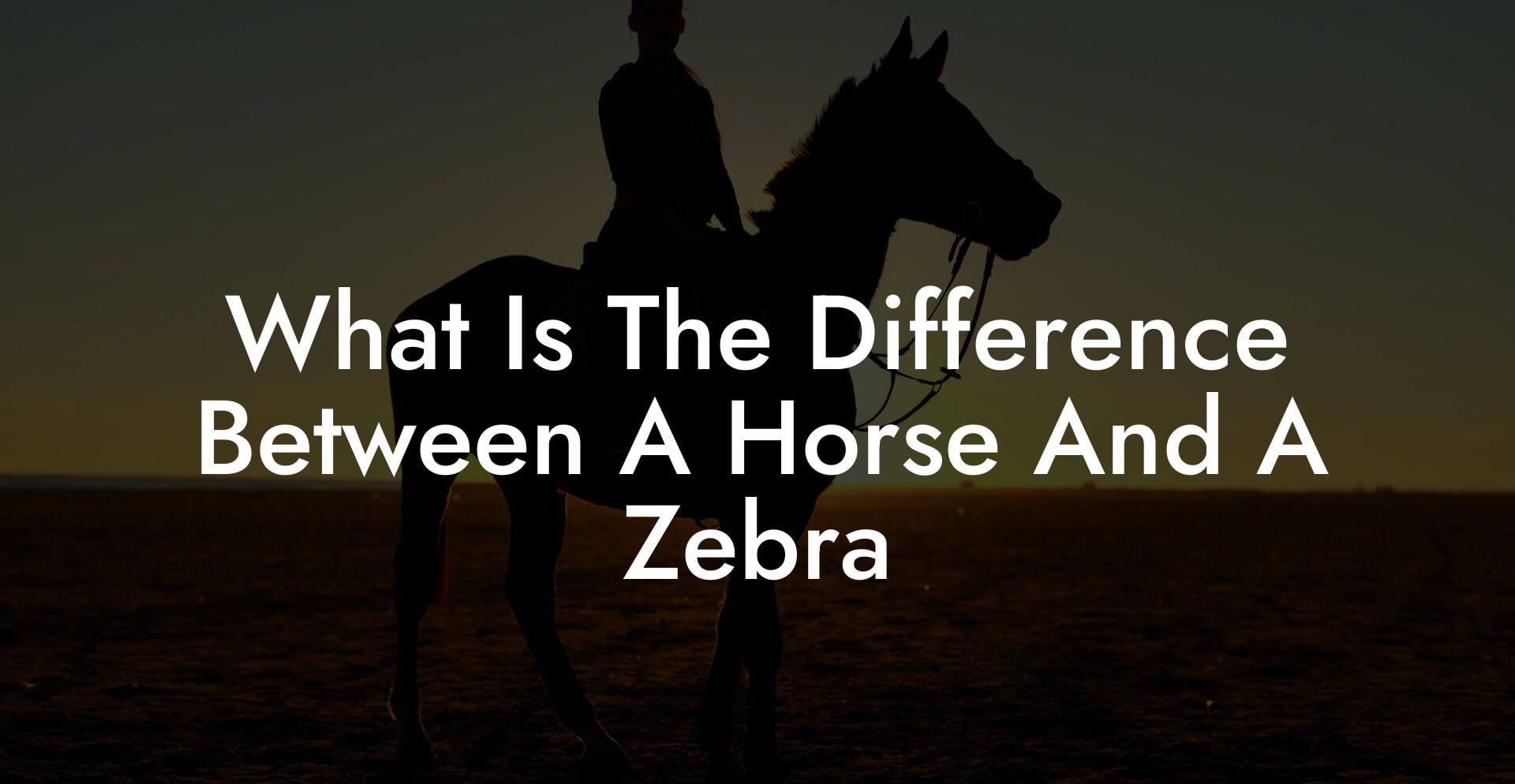What Is The Difference Between A Horse And A Zebra