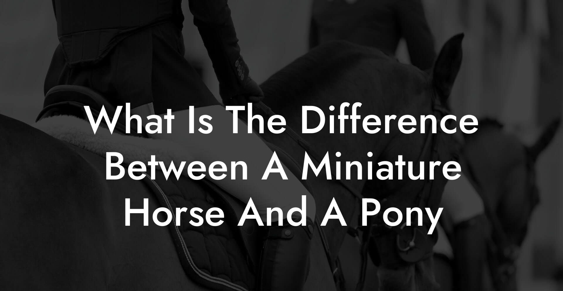 What Is The Difference Between A Miniature Horse And A Pony