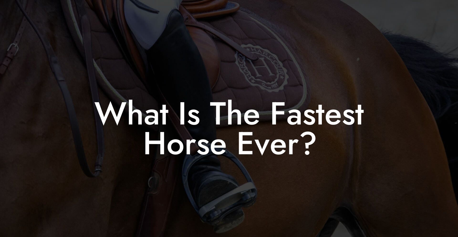 What Is The Fastest Horse Ever?