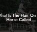 What Is The Hair On A Horse Called