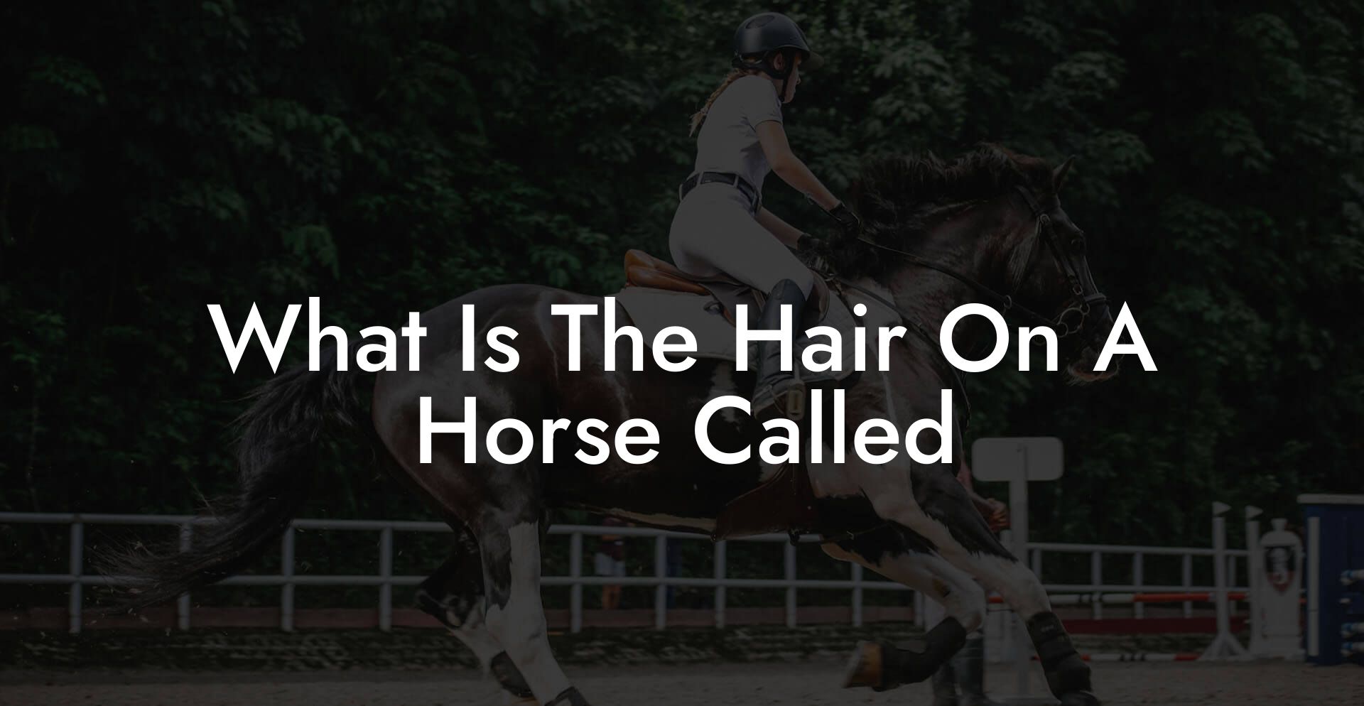 What Is The Hair On A Horse Called
