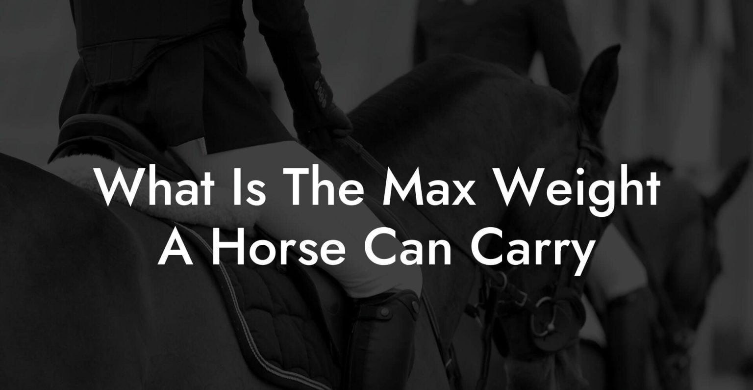 What Is The Max Weight A Horse Can Carry How To Own a Horse
