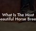 What Is The Most Beautiful Horse Breed