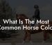 What Is The Most Common Horse Color