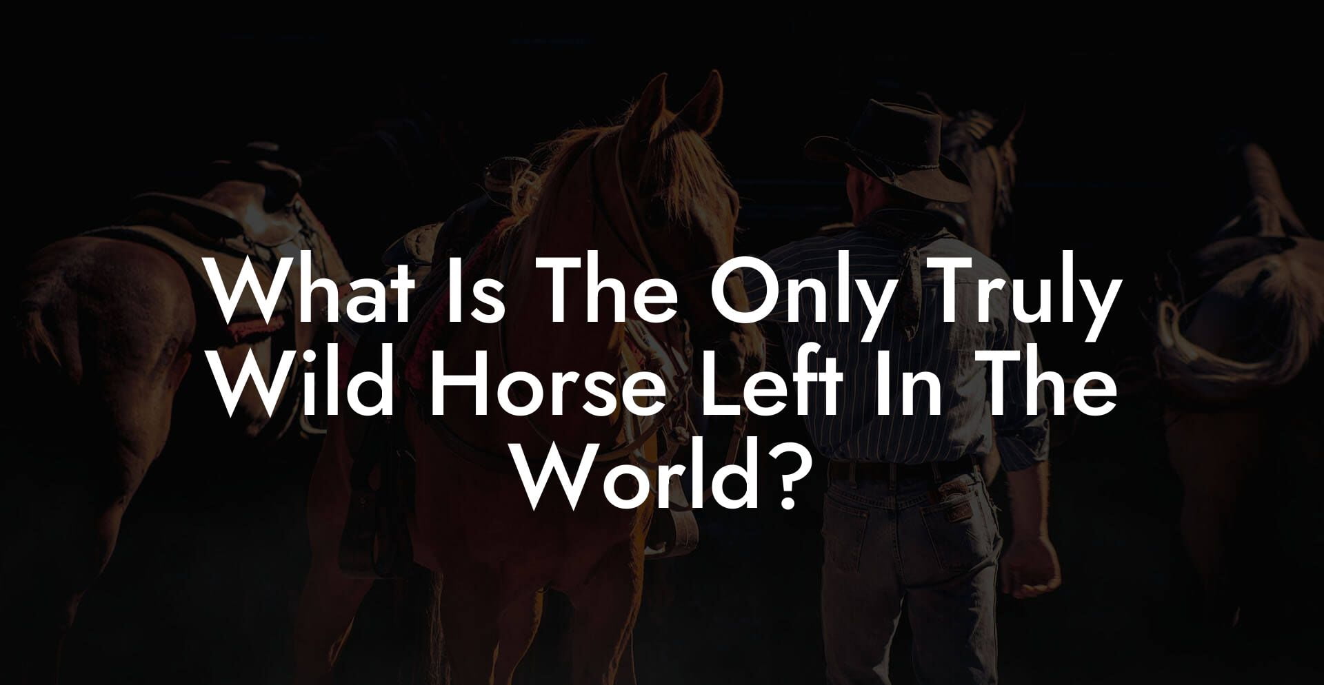 What Is The Only Truly Wild Horse Left In The World?