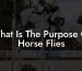 What Is The Purpose Of Horse Flies