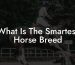 What Is The Smartest Horse Breed