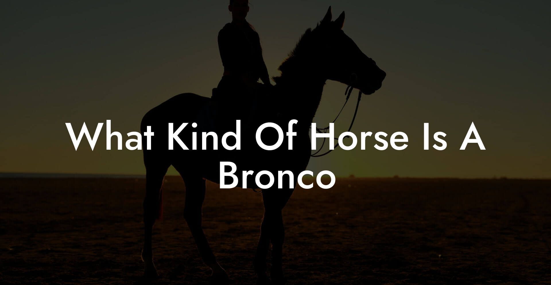 What Kind Of Horse Is A Bronco