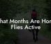What Months Are Horse Flies Active