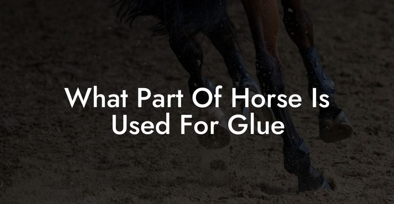 What Part Of Horse Is Used For Glue How To Own a Horse