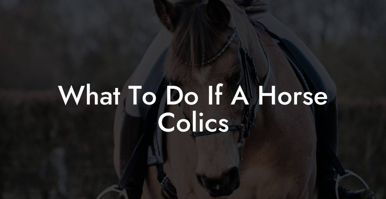 What To Do If A Horse Colics