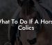 What To Do If A Horse Colics