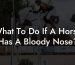 What To Do If A Horse Has A Bloody Nose?