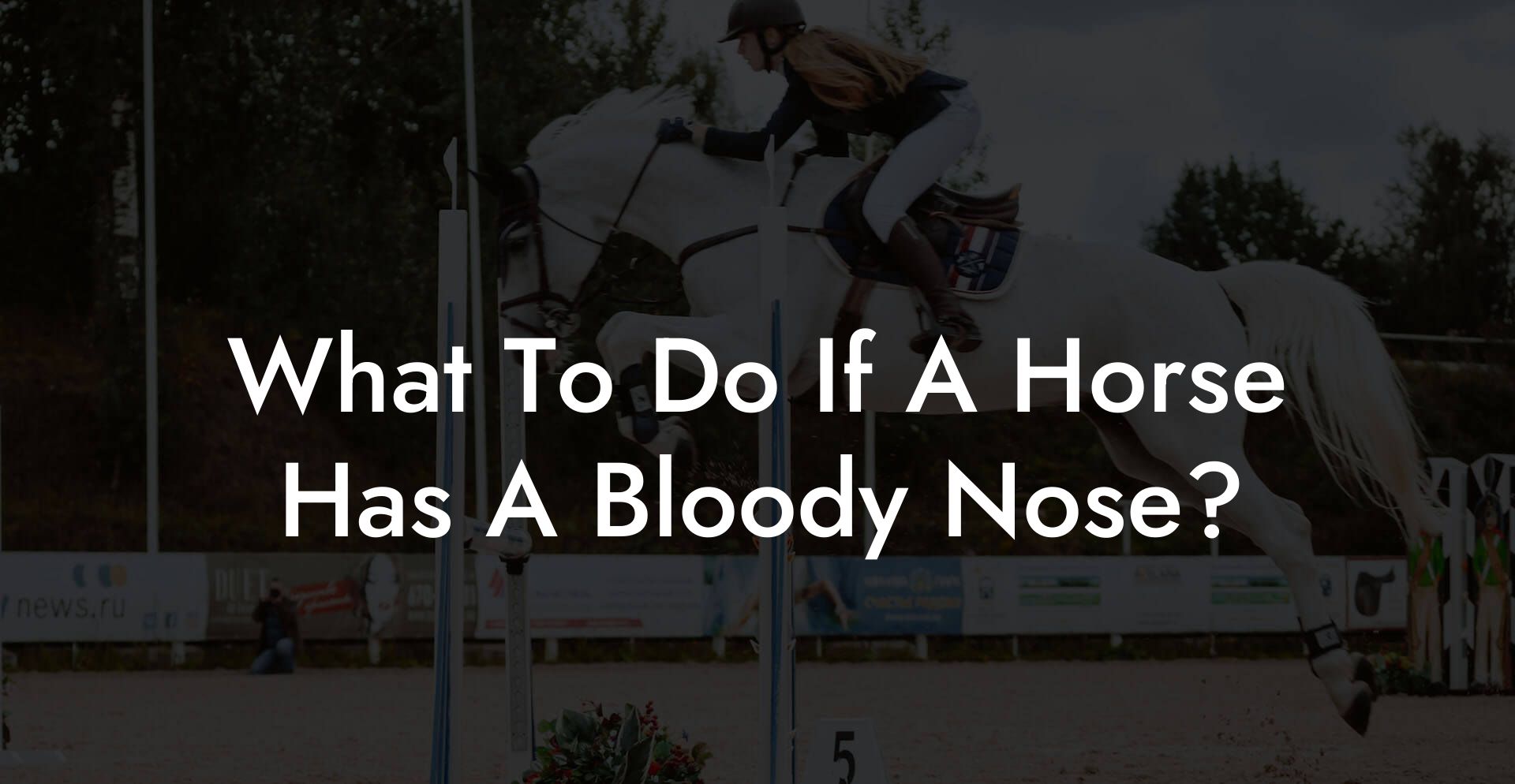 What To Do If A Horse Has A Bloody Nose?