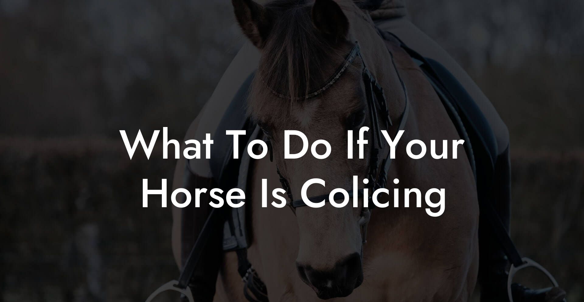 What To Do If Your Horse Is Colicing