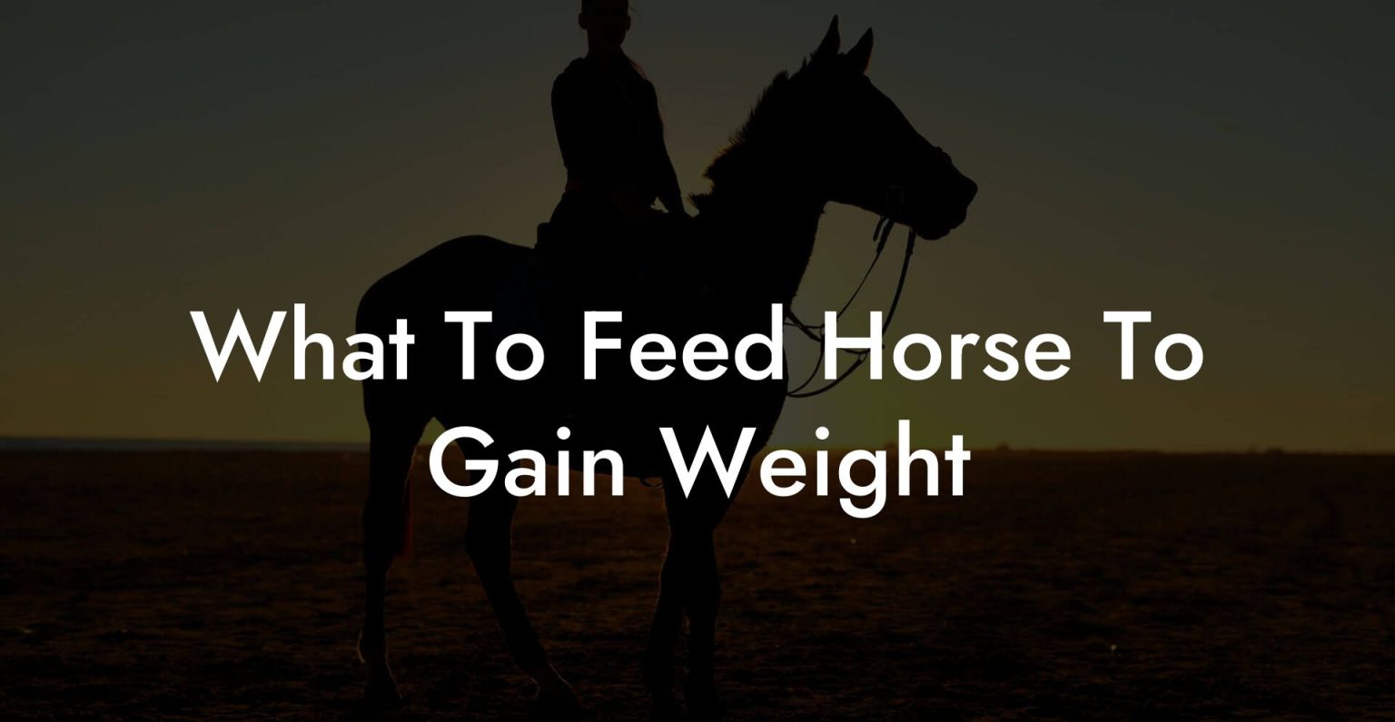 What To Feed Horse To Gain Weight How To Own a Horse