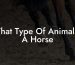 What Type Of Animal Is A Horse