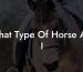 What Type Of Horse Am I