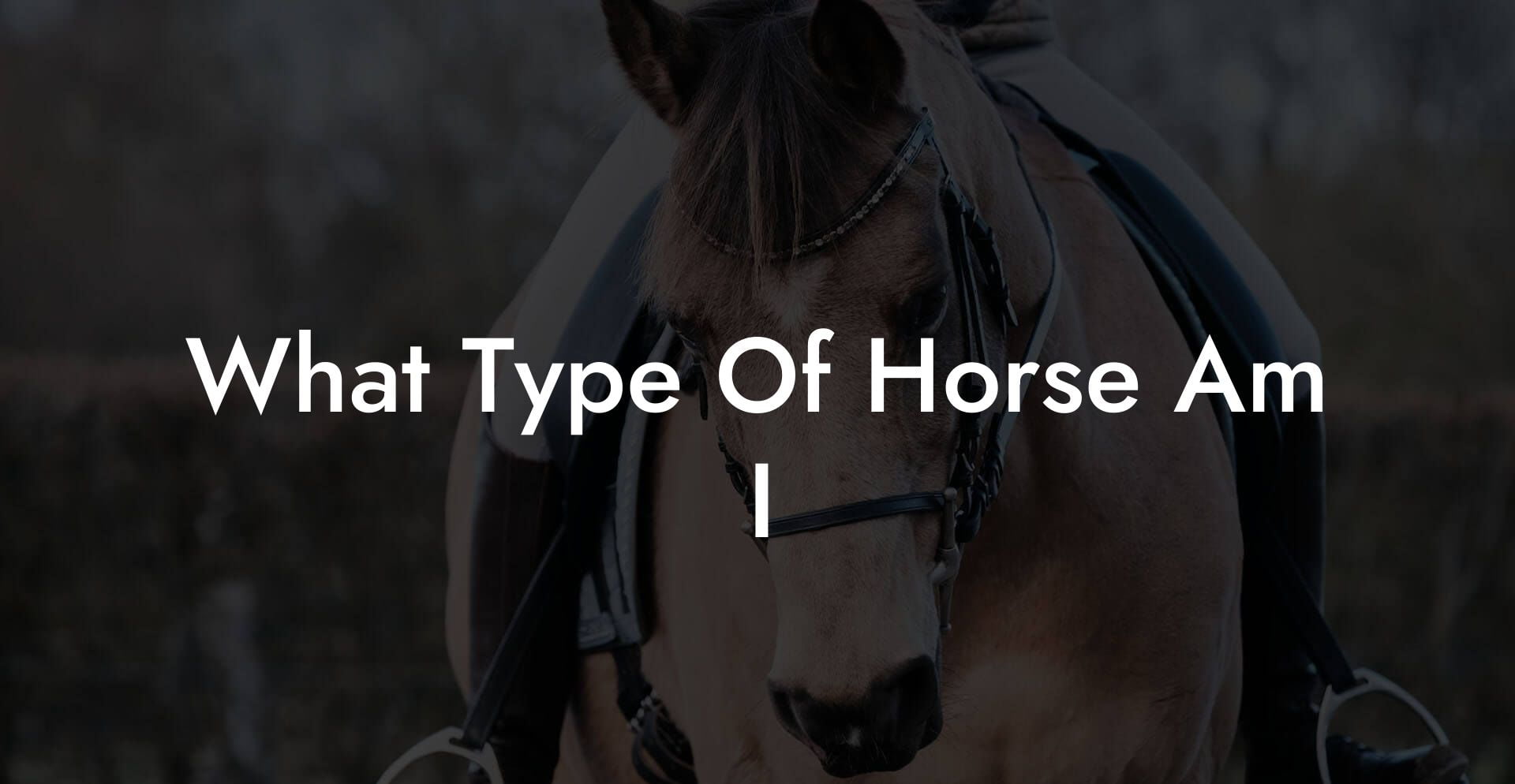 What Type Of Horse Am I