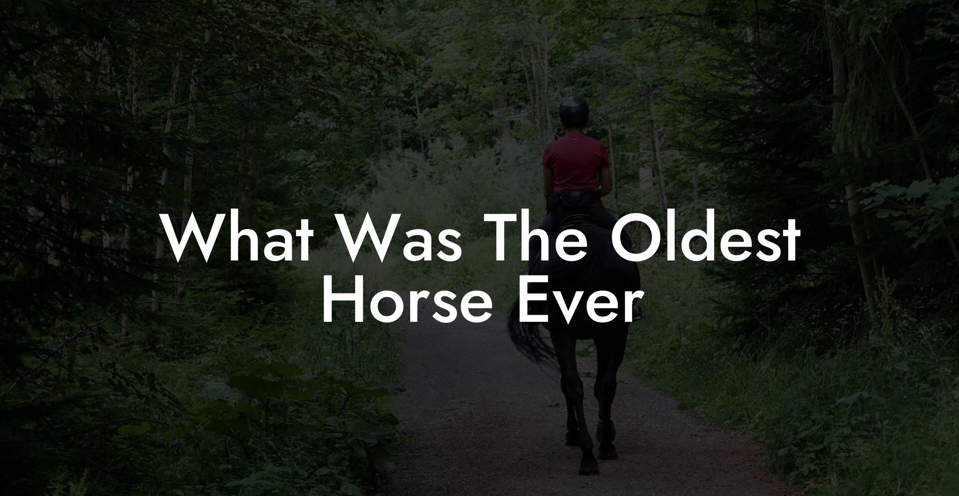 What Was The Oldest Horse Ever