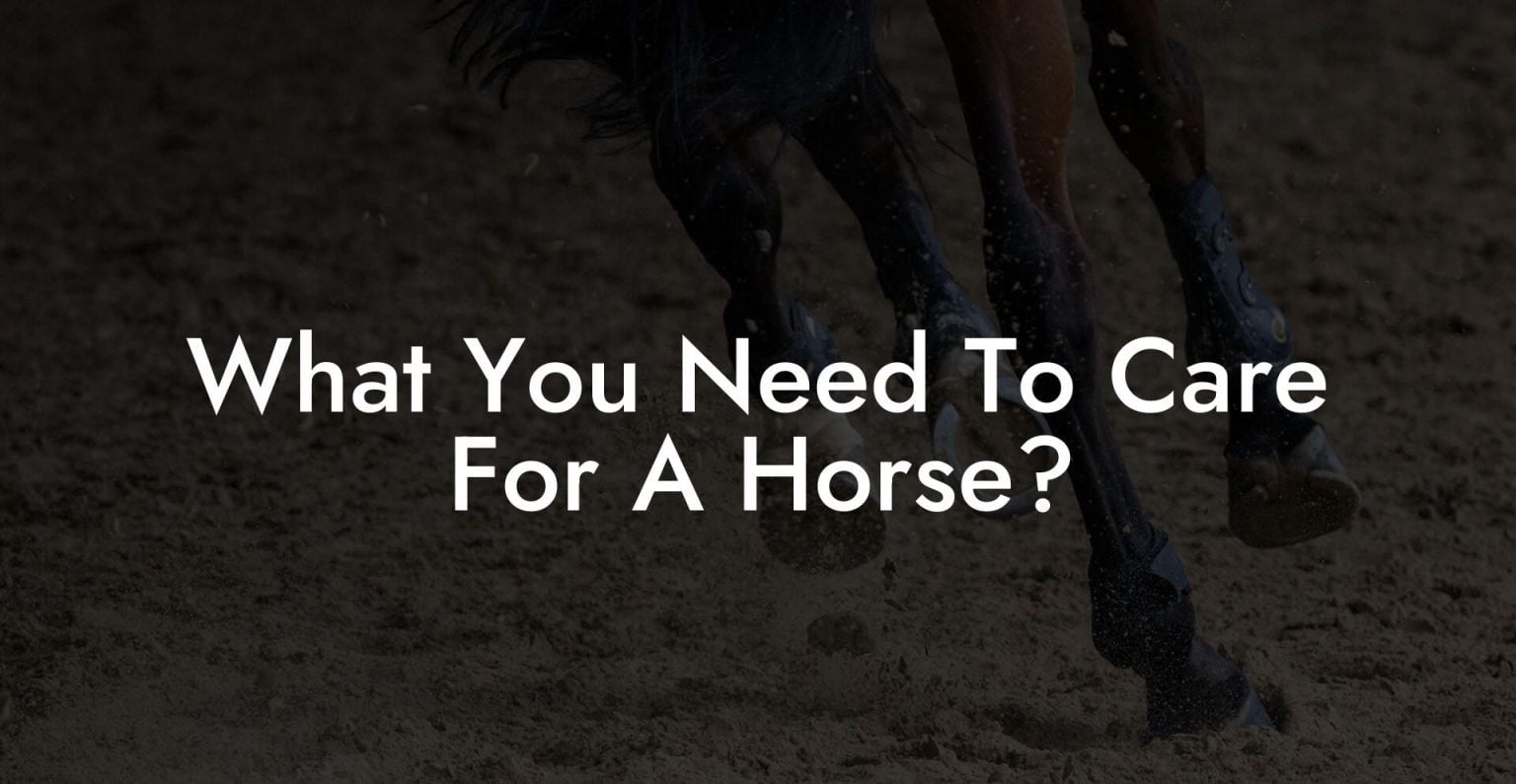What You Need To Care For A Horse? How To Own a Horse