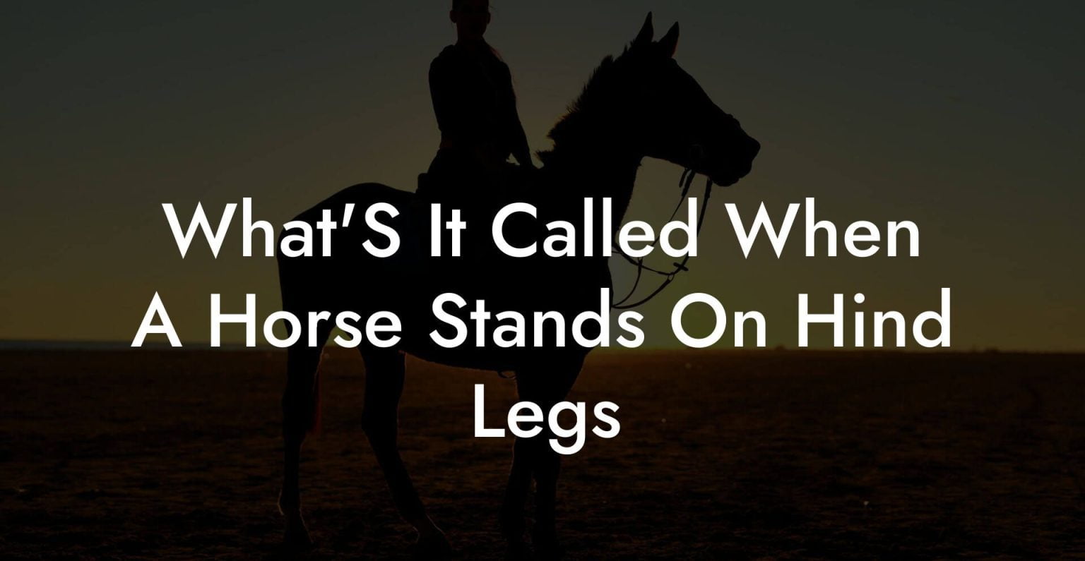 What'S It Called When A Horse Stands On Hind Legs How To Own a Horse