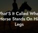 What'S It Called When A Horse Stands On Hind Legs