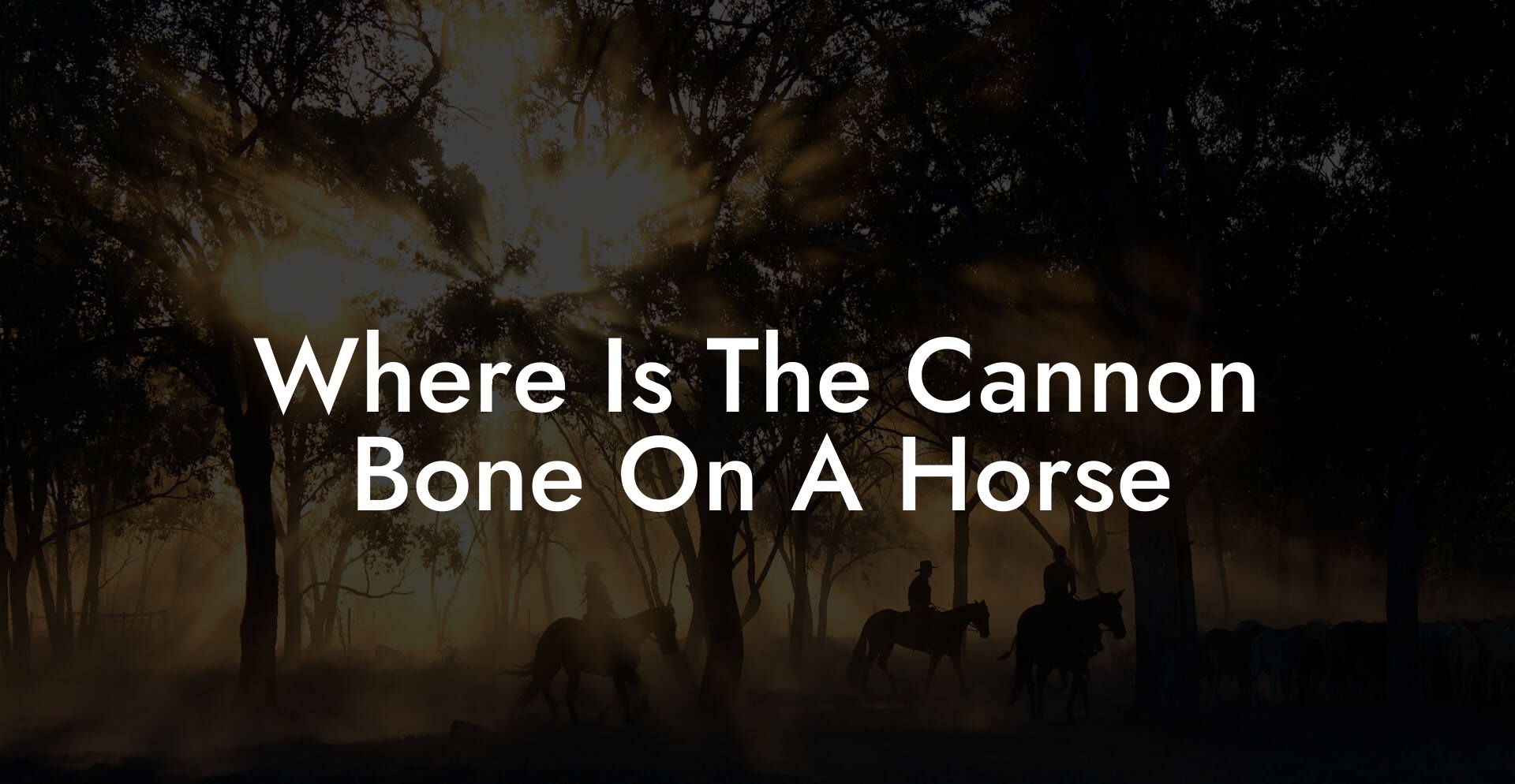 Where Is The Cannon Bone On A Horse