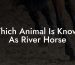 Which Animal Is Known As River Horse