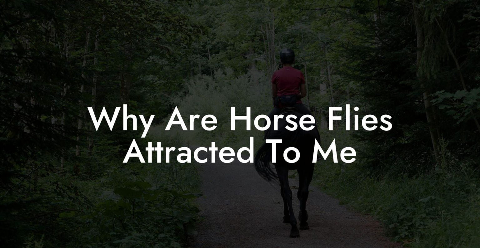 Why Are Horse Flies Attracted To Me How To Own a Horse