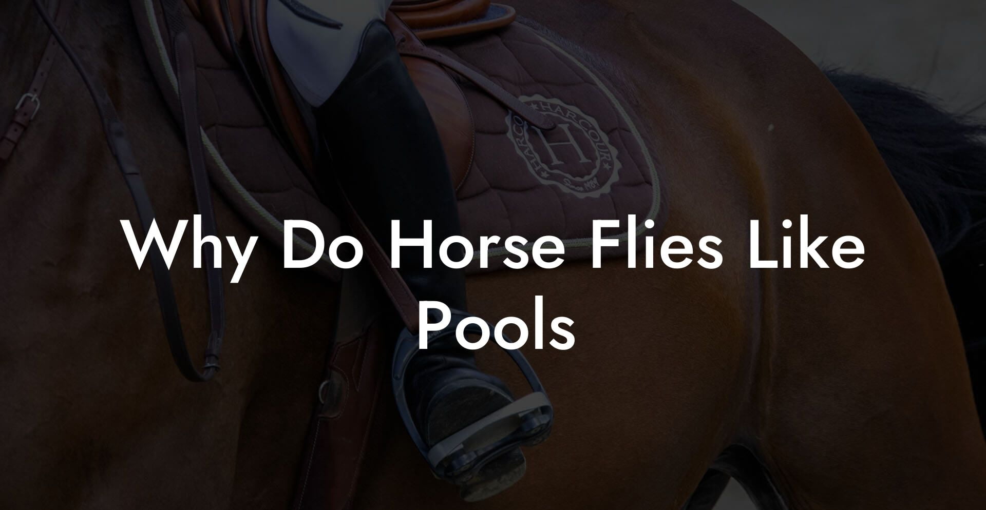 Why Do Horse Flies Like Pools