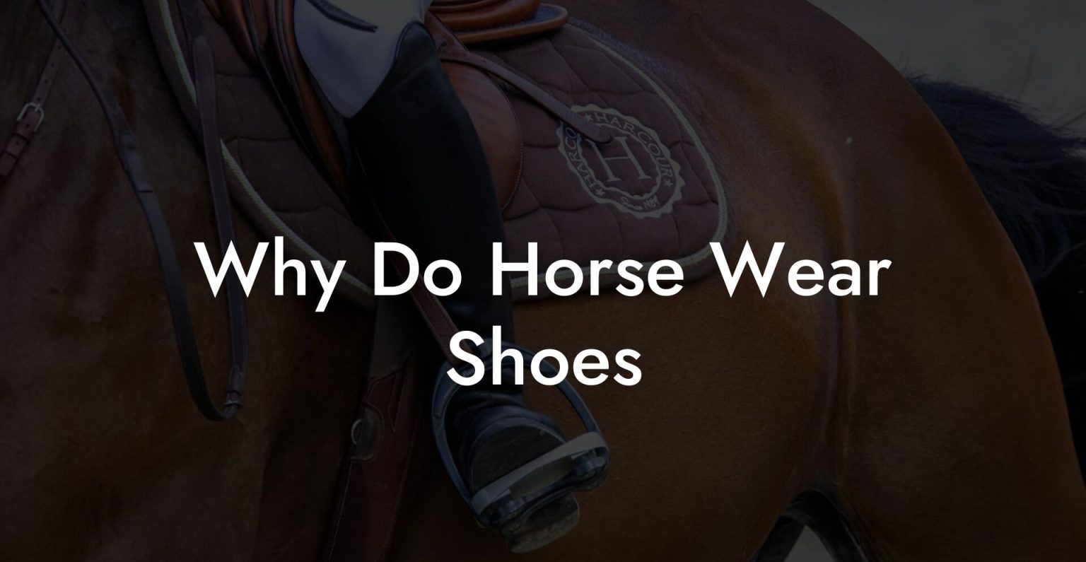 Why Do Horse Wear Shoes How To Own a Horse
