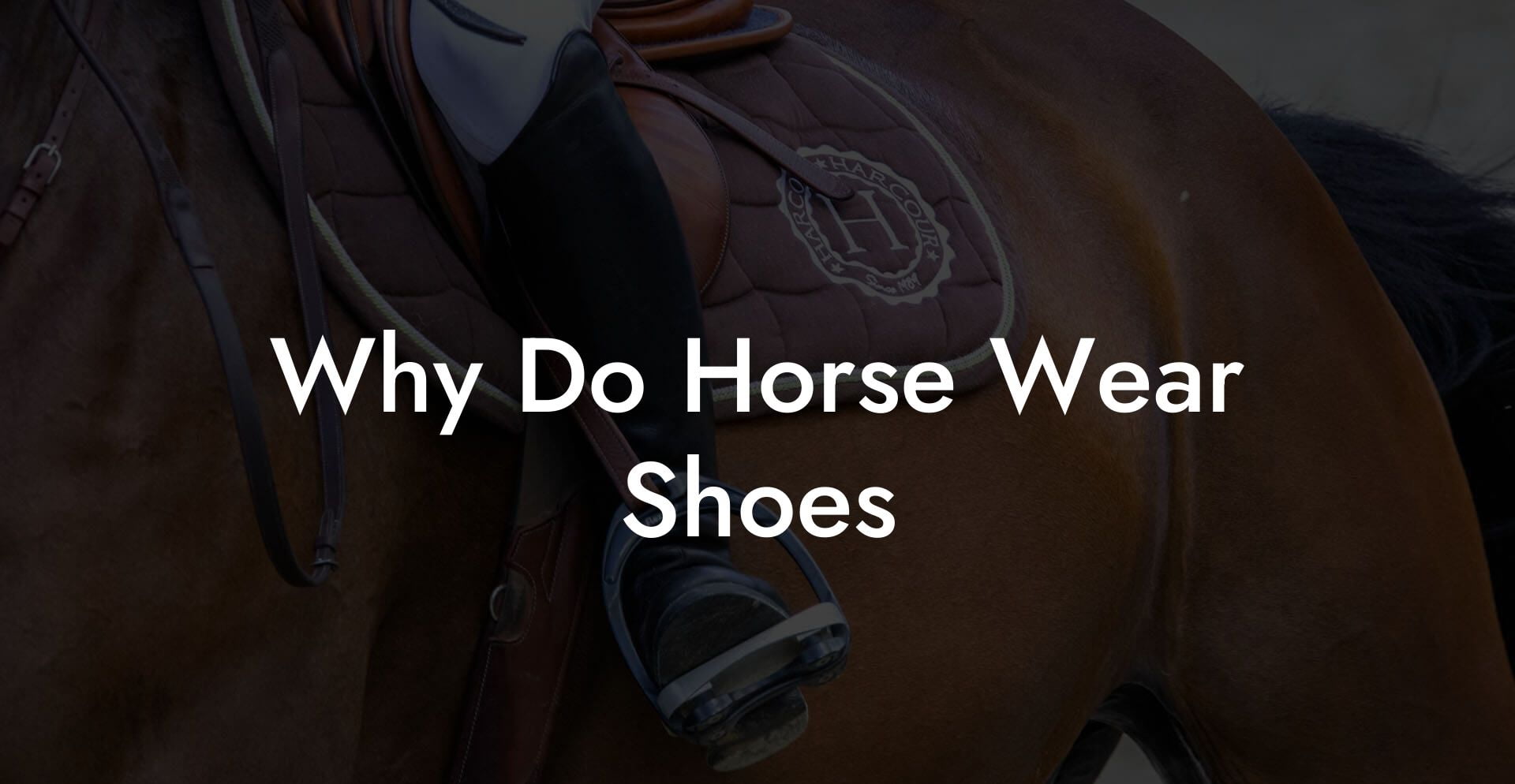 Why Do Horse Wear Shoes