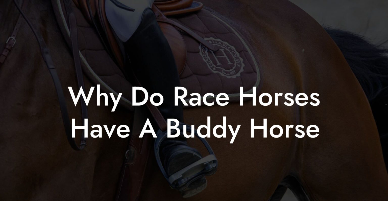 Why Do Race Horses Have A Buddy Horse How To Own a Horse